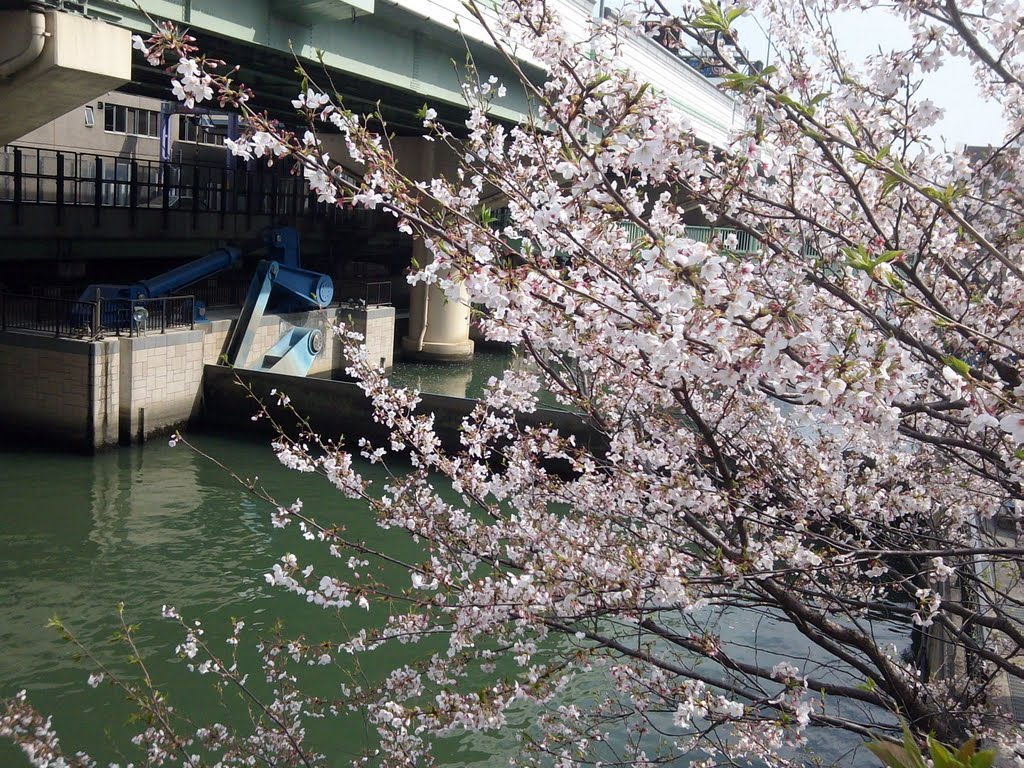 東横堀川水門と桜 高麗橋から撮影 by greeree