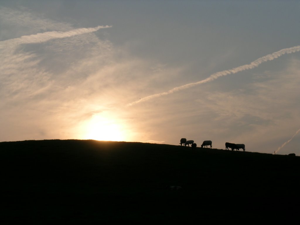 RPH cow on the hill by Rob Hauer