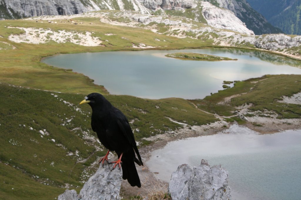 GRACCHIO AI LAGHI RIFUGIO LOCATELLI by VINCENZO 69