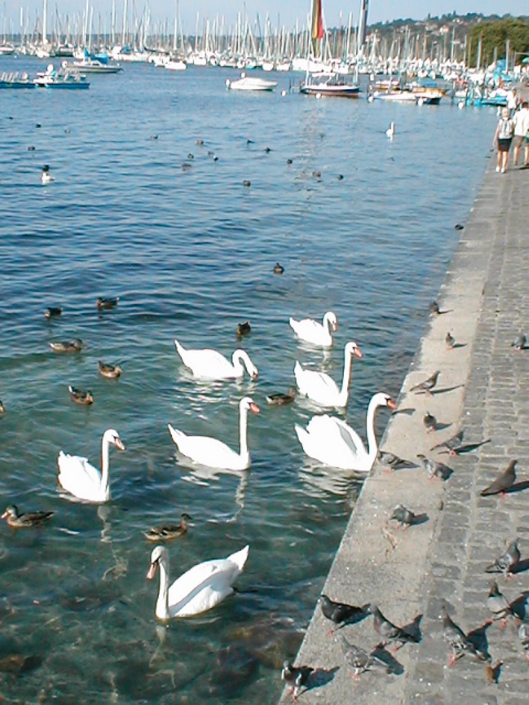 Swans on the LacLeman by eichholtz