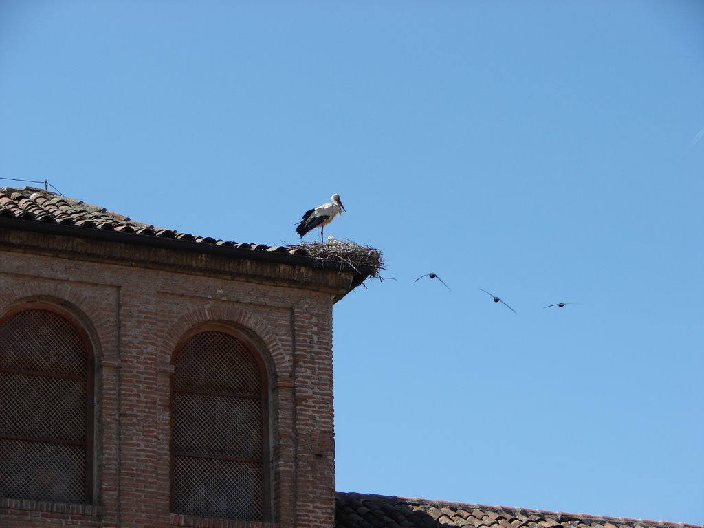 Cigûeñas sobre el colegio de malaga by ontanilla