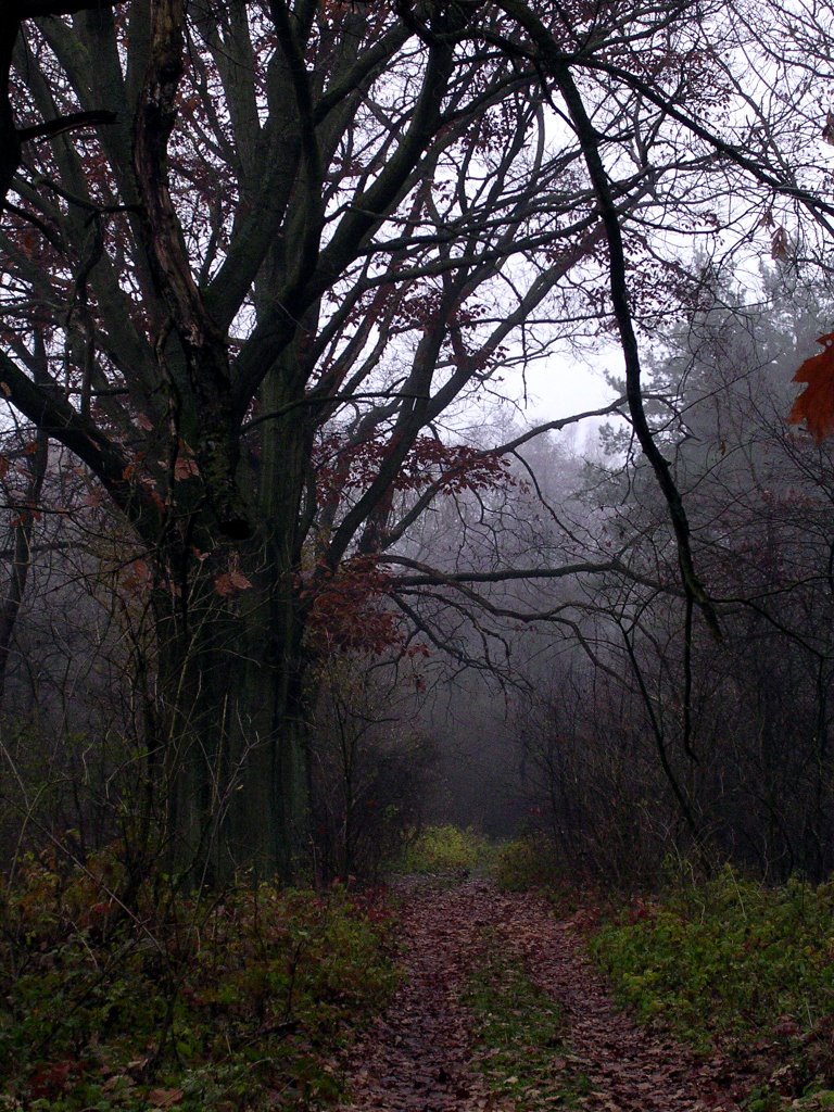 Cyganówka - okolice starego mostu by lengel