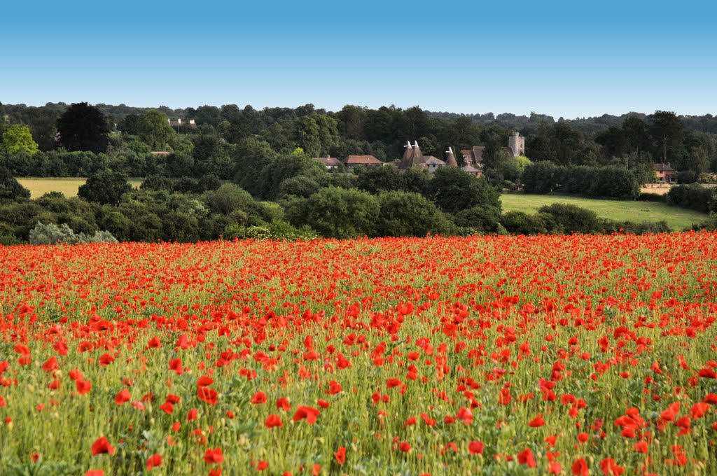 Poppies at Barming by BazViv