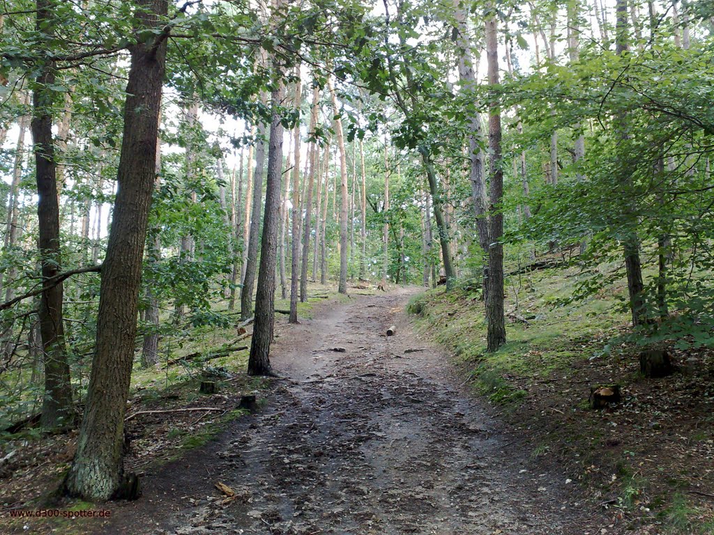 Schwanheimer Wald nähe Sportplätze by alexander75