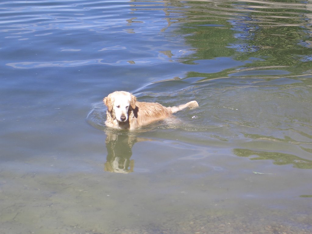 "See"hund sucht Abkühlung im Chiemsee by Stephan Maria Hitzel