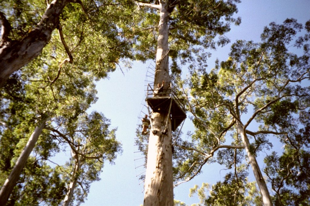 Gloucester Tree by thomau