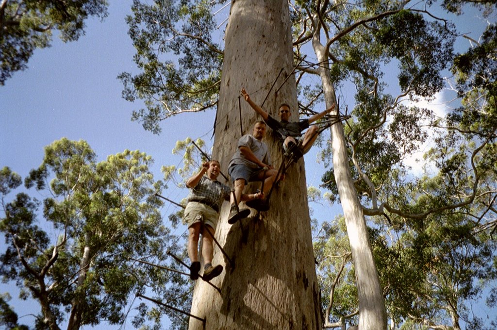 Gloucester Tree by thomau