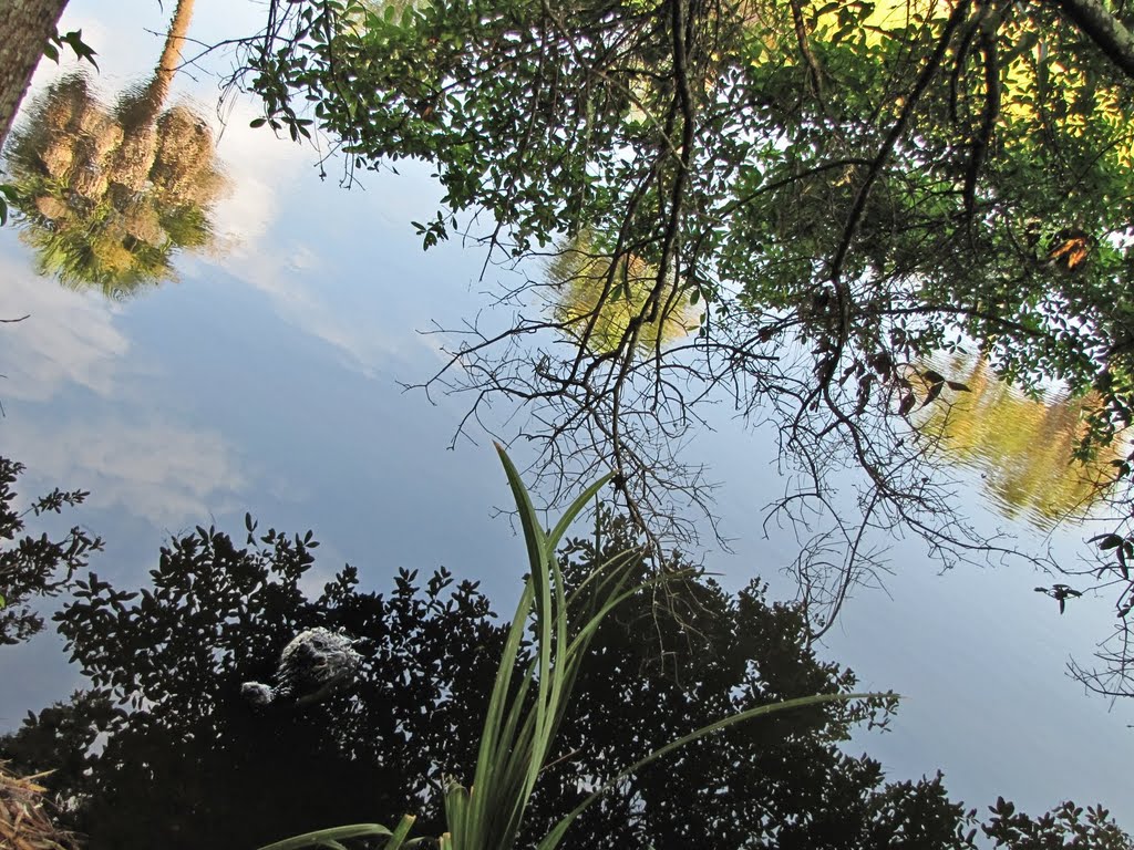 Alligator with Beautiful Reflection of Sky, Palms and Trees (Hilton Head Island, SC). by Kalin Ranchev