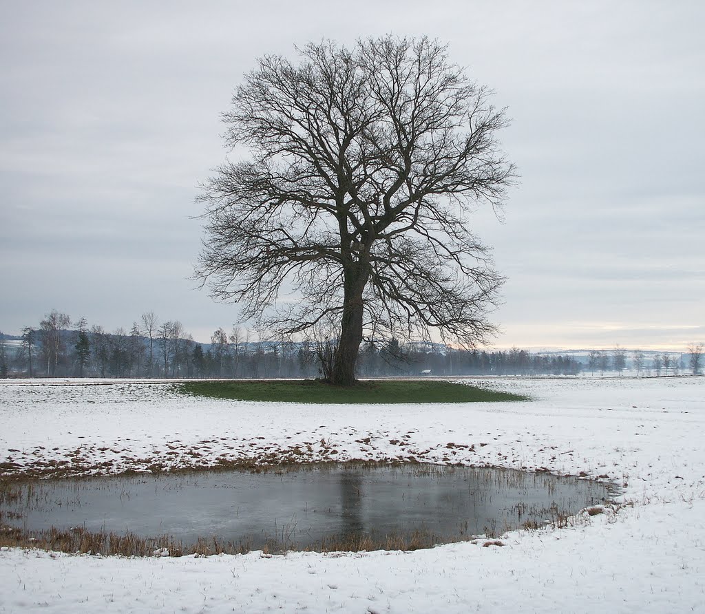 Mirror! Mirror! Who is the most beautiful tree? by egliandré