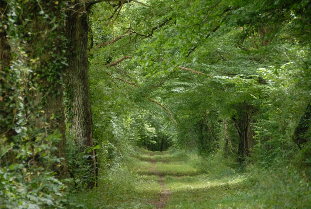 Forêt de Saint Parize le Chatel by archange66