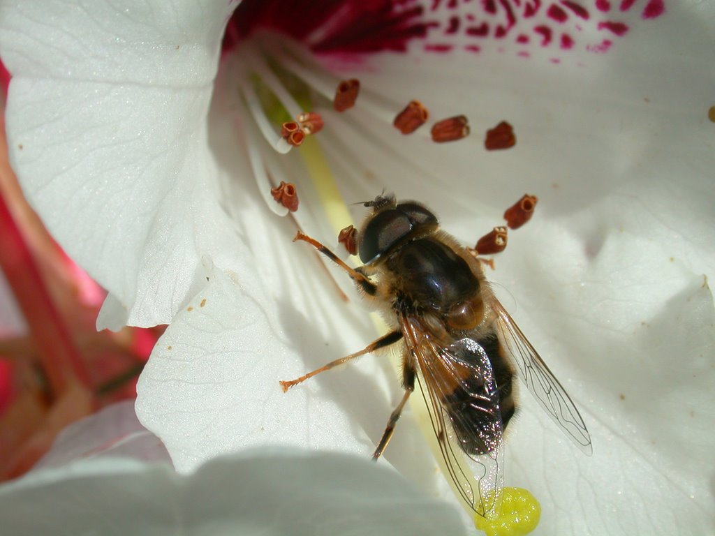 Macro van insect by Rudi van Dijk