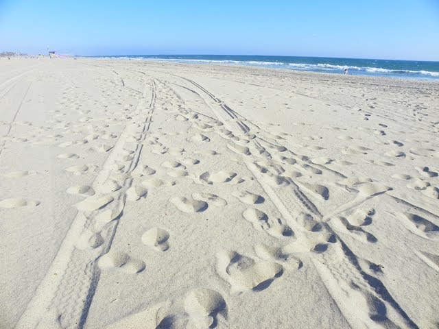 Venice Beach, CA by Anna Bikkes