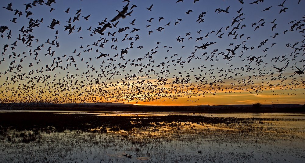 Fly Out @ Bosque del Apache by Dean Colprit