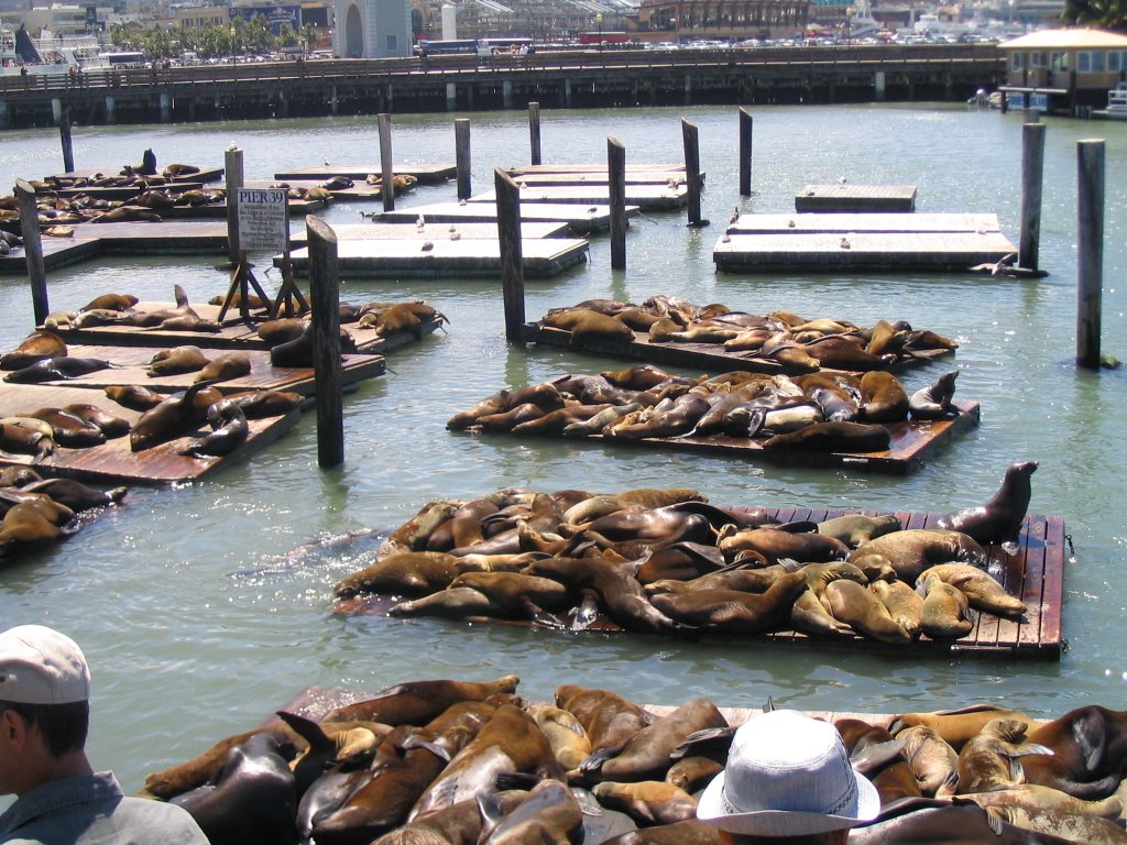 Pier 41 - Sea Lions by Iain Durk