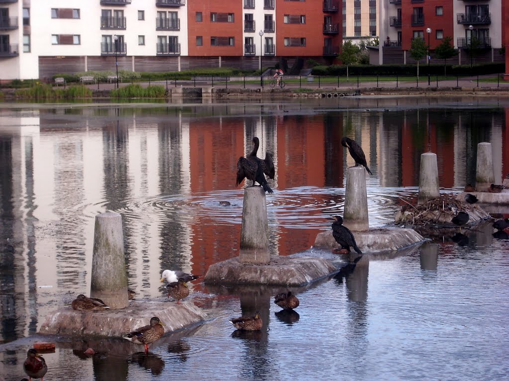 More Cormorants by muba