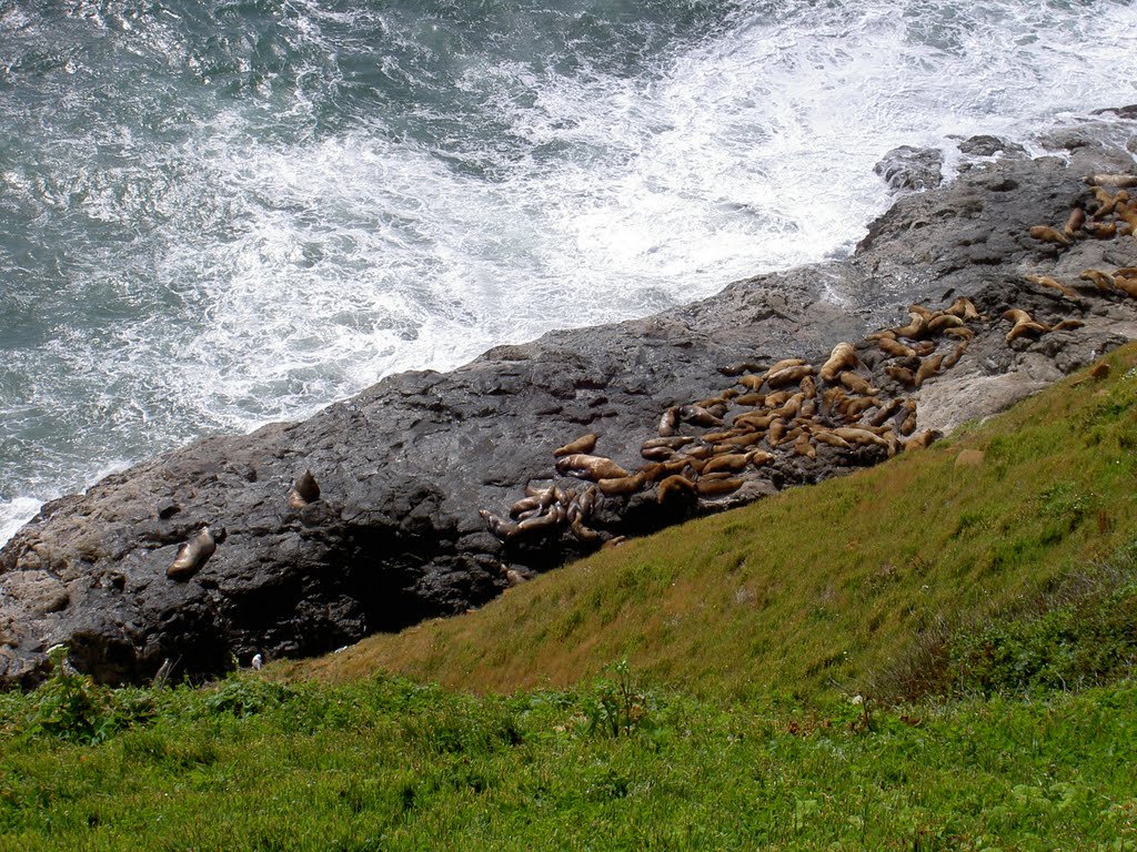 Steller sea lions - Oregon Coast by Maria Gizella Nemcsics