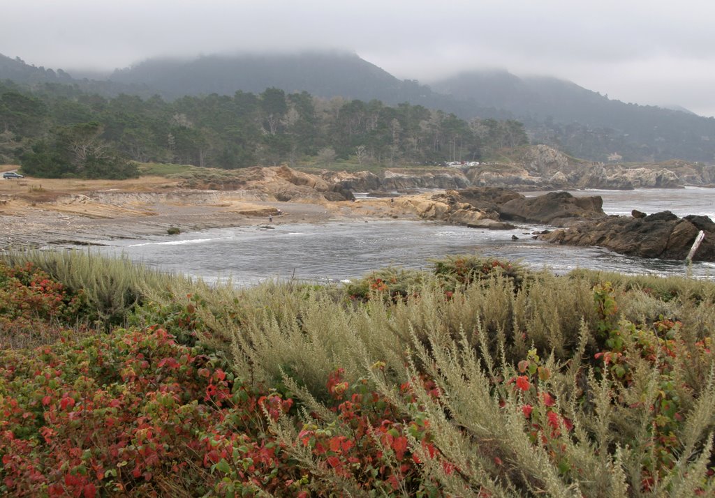 Point Lobos by Rita Costa-Hollmann