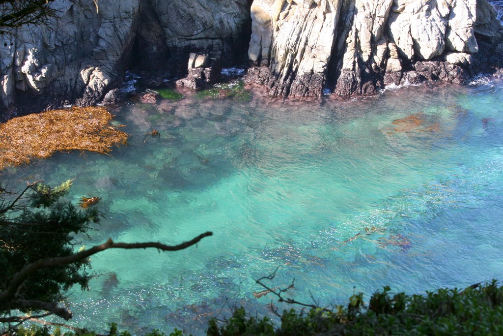 Point Lobos by Rita Costa-Hollmann