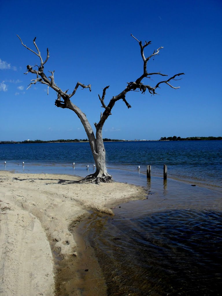 Edge of Leschenault Inlet by Dorothyoz