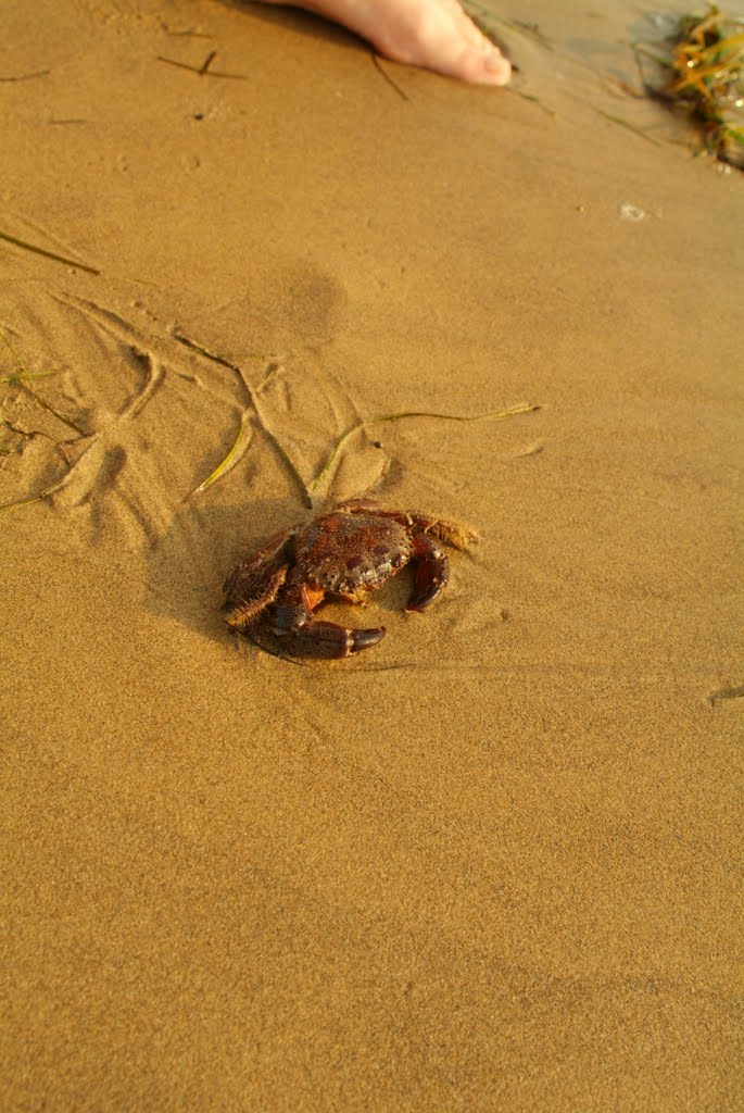 Lignano Pineta, 33054 Lignano Sabbiadoro UD, Italy by kismoszkva