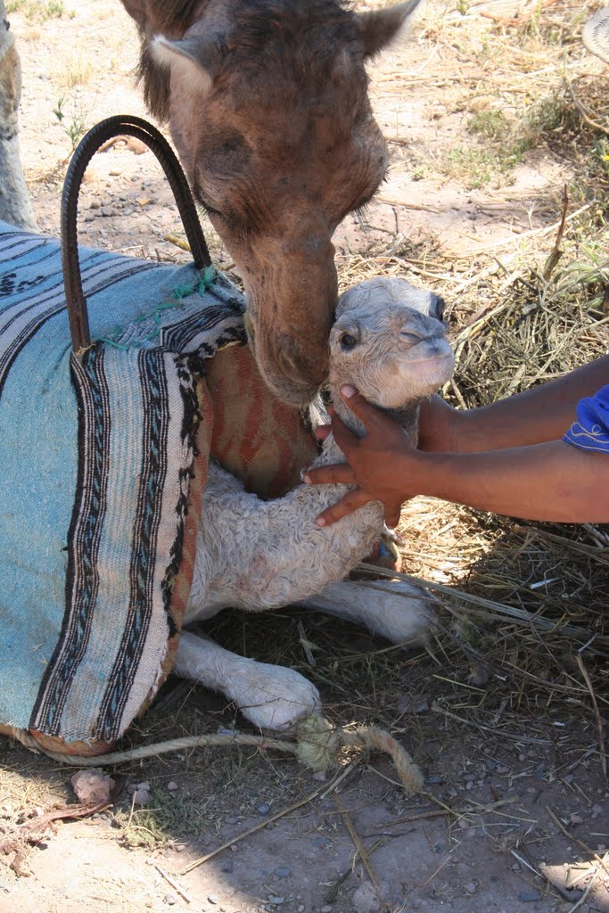 Gueliz, Marrakesh, Morocco by Rens Swinkels