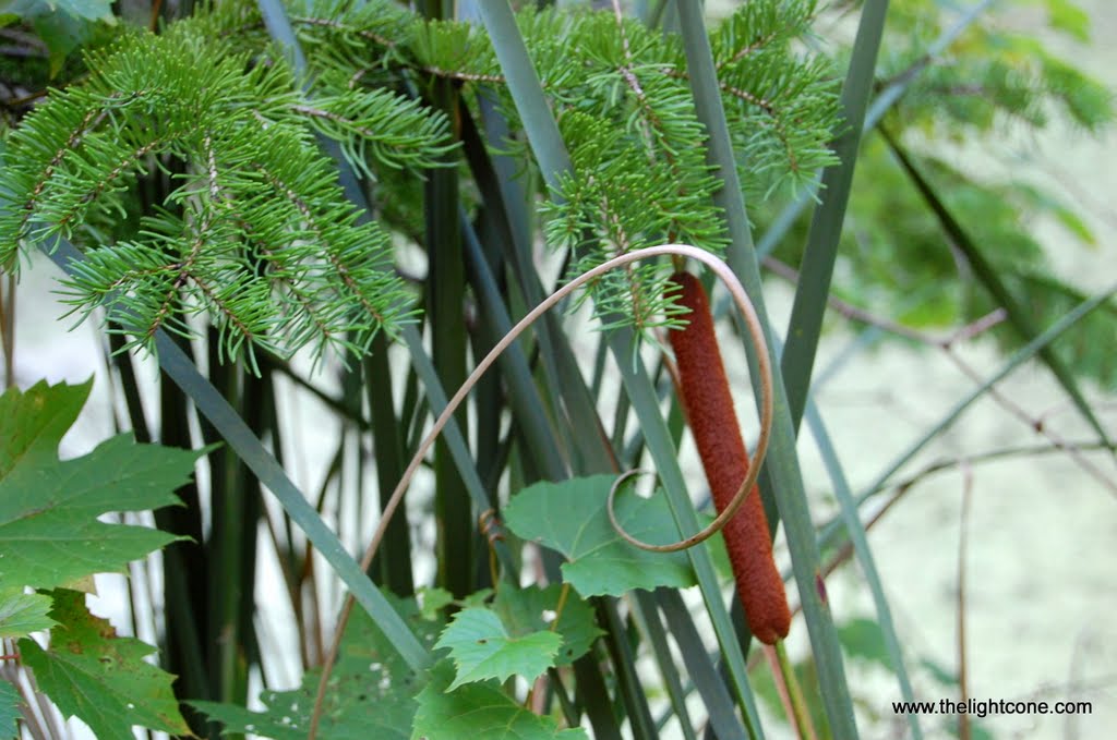 Bulrush, fir tree and maple tree by Septimiu Pelau