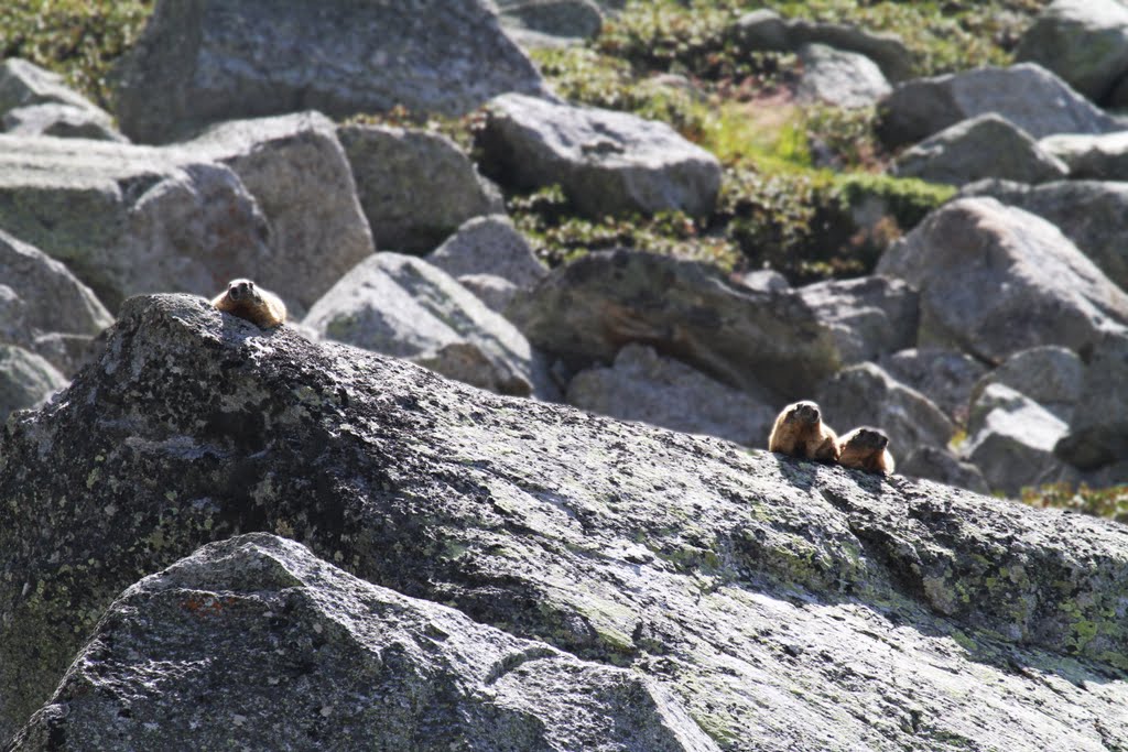 Famiglia di Marmotte lungo il sentieri per il rifugio Serristori/Düsseldorferhütte by Carlo Pelagalli