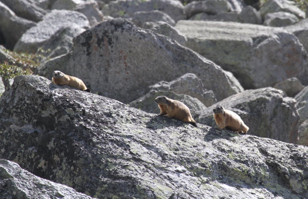 Famiglia di Marmotte lungo il sentieri per il rifugio Serristori/Düsseldorferhütte by Carlo Pelagalli