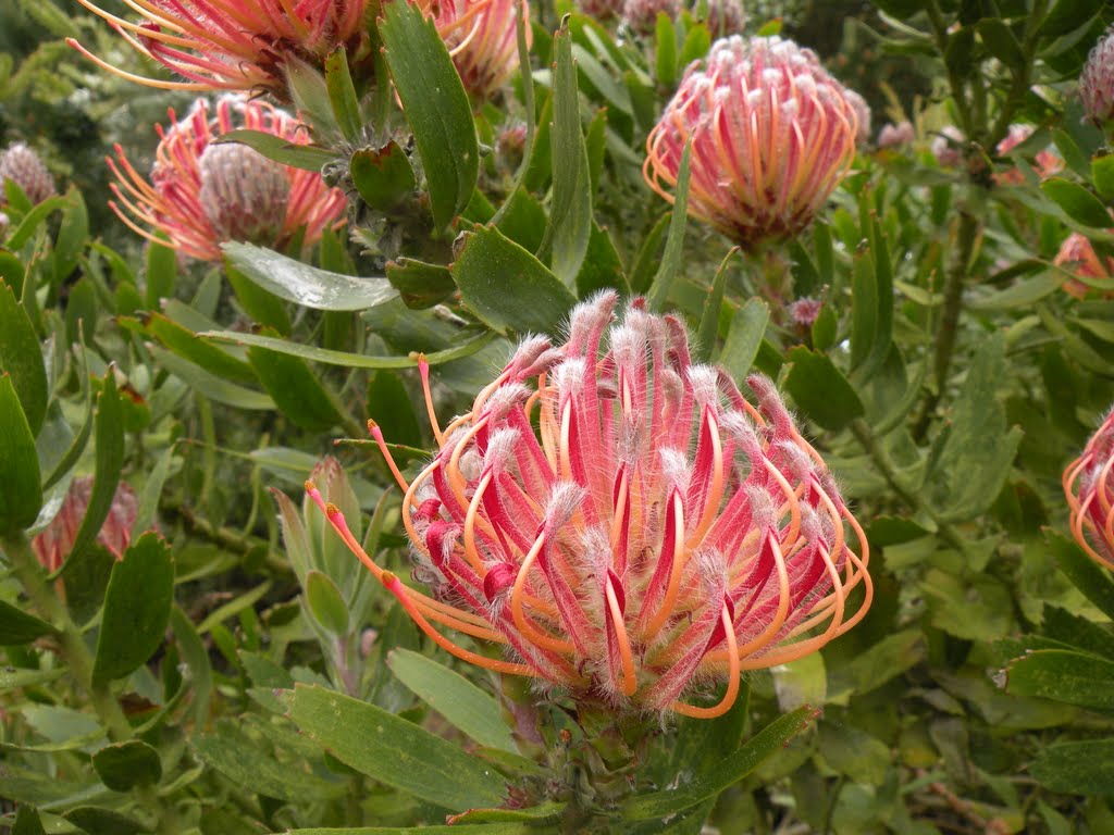 Belle fleur du Jardin Botanique by Trébaol François