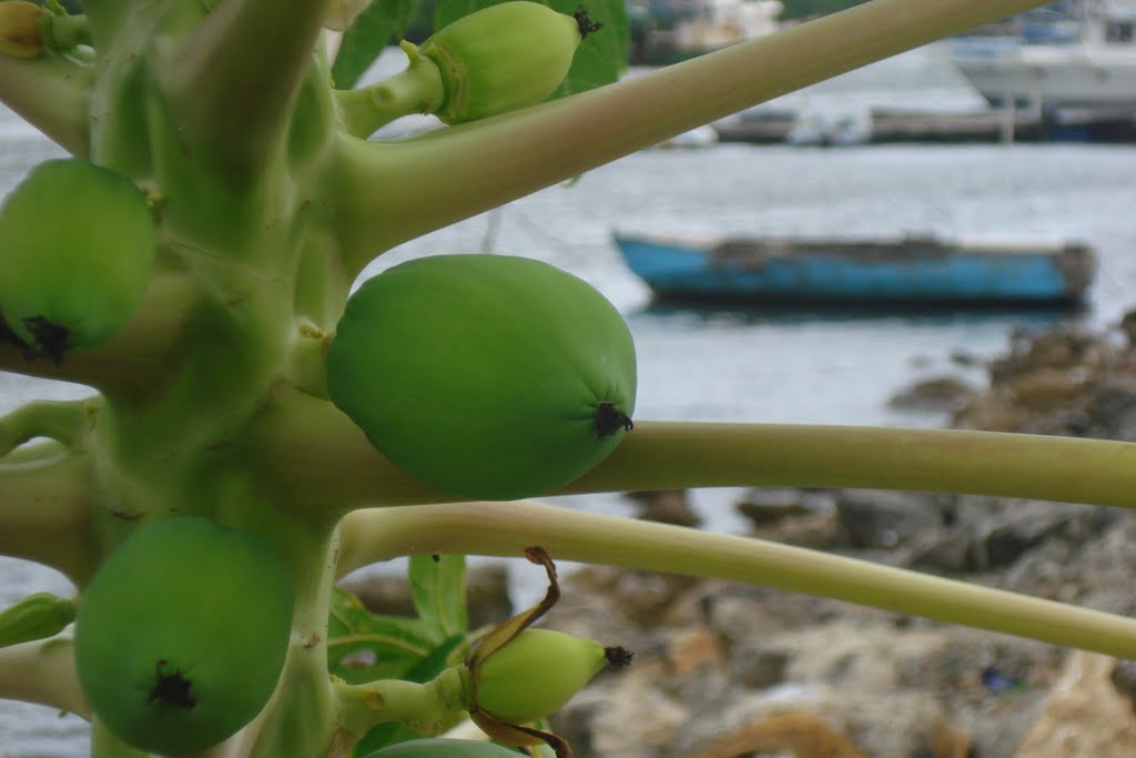 Lechosas en el muelle de Luperon by Jaime Pena