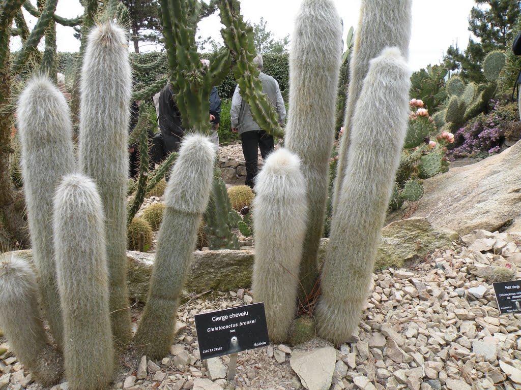 Plante exotique du jardin botanique by Trébaol François