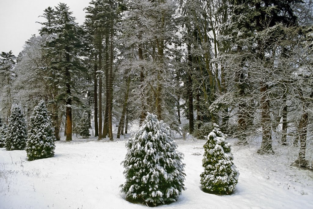 Christmas Trees, Alnwick, Northumberland by welshio