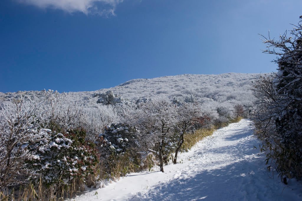 霧氷　牧ノ戸登山口 　Rime　Makinoto Trailhead by 石津安信