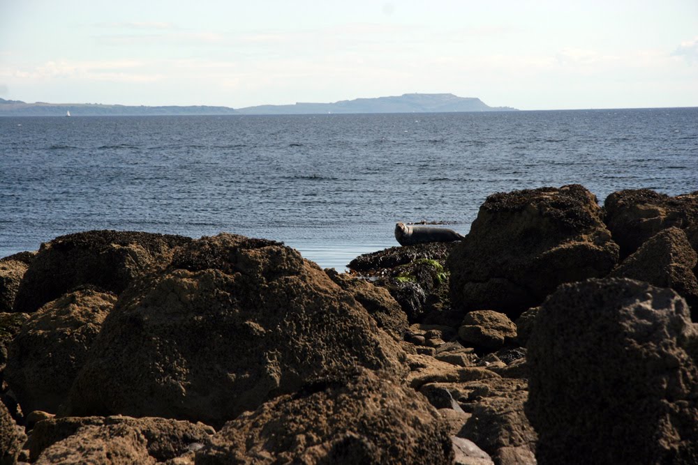 Seal on Toward Beach by hazdy