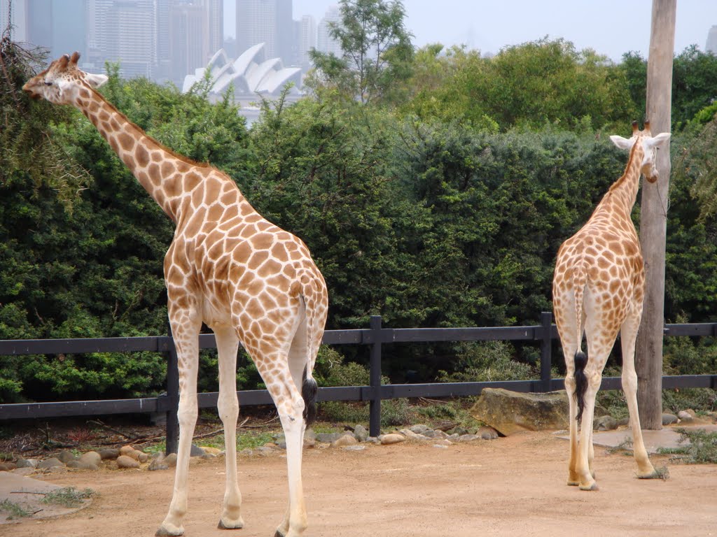 Sydney, Taronga Zoo by Australia-Steve