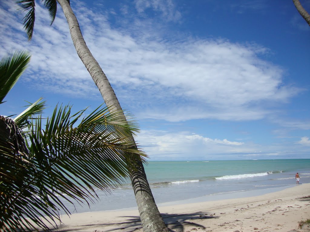 Coconuts tree in Carneiros beach PE-BR by João Carlos Oncken