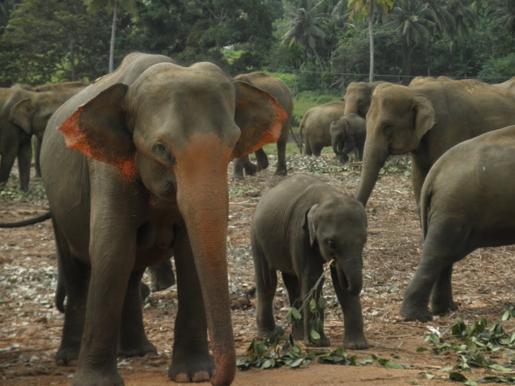 Elephant familie Pinnawala by easternjo