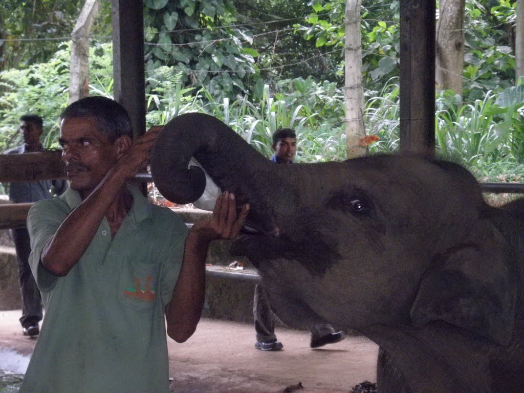 Milk for Elephant by easternjo