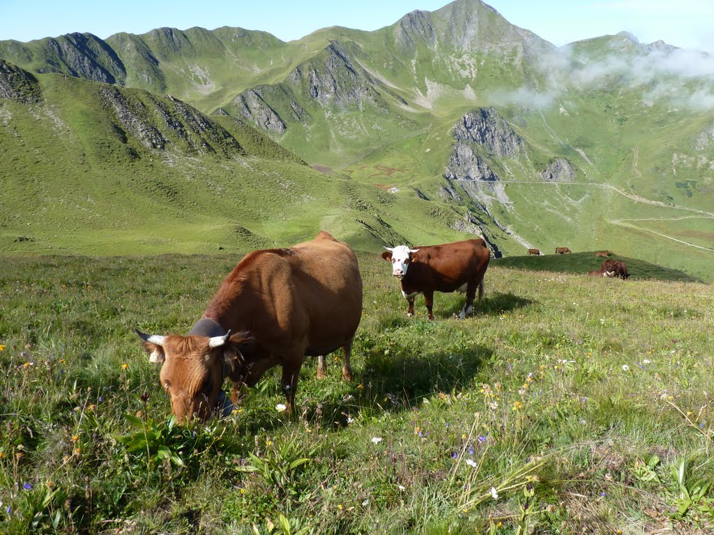 Vaches Savoyardes by franck ripert