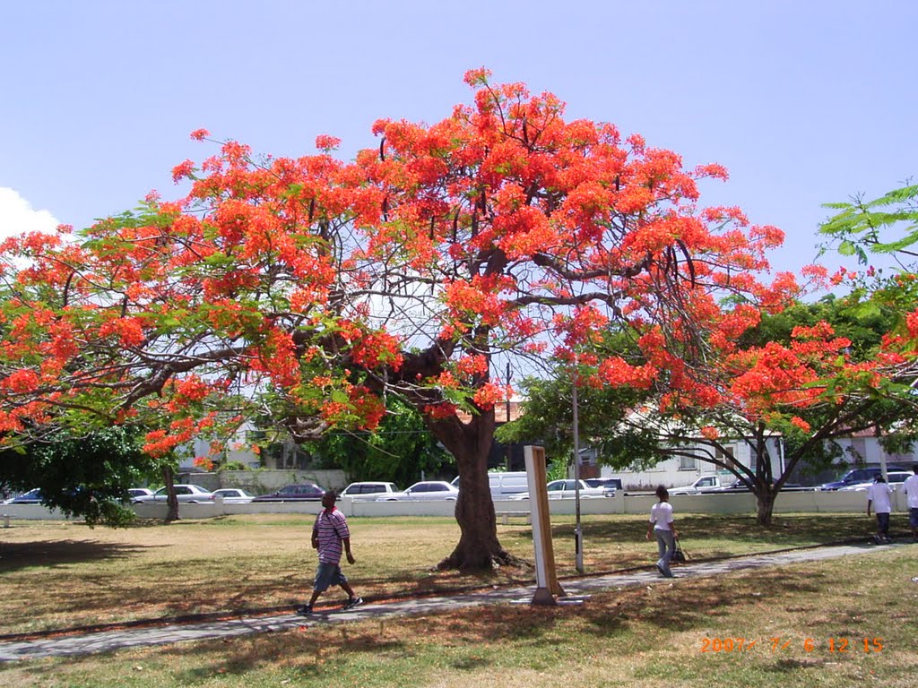 Basseterre 2007 by resedagboken.cc