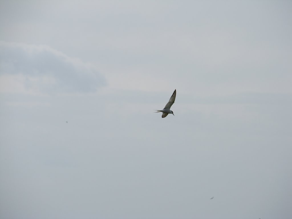 Common tern - visdiefje by JJFScheffer