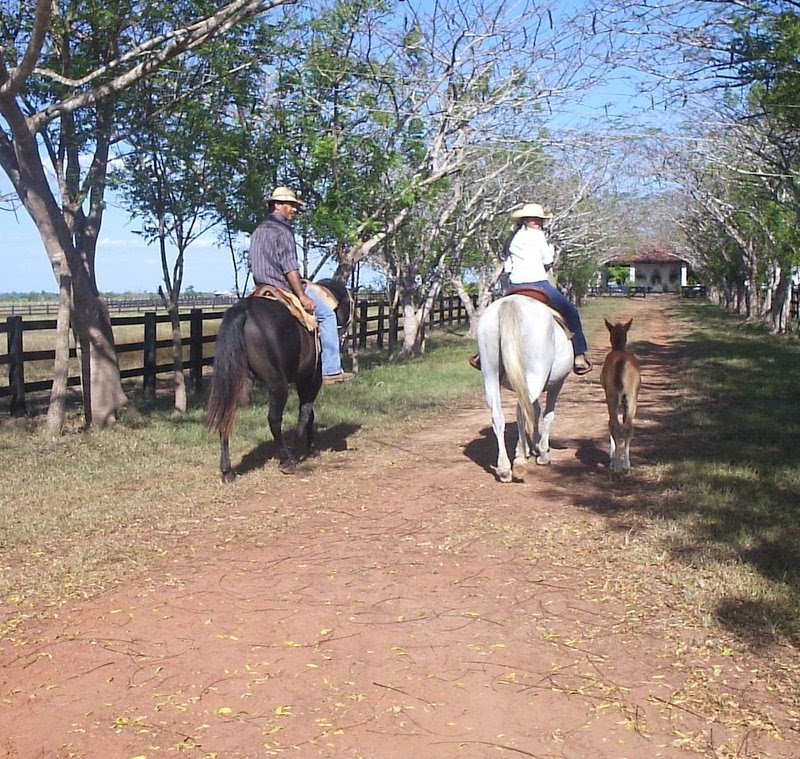 Fazenda São Marcelo by Elisvaldo BENEVIDES