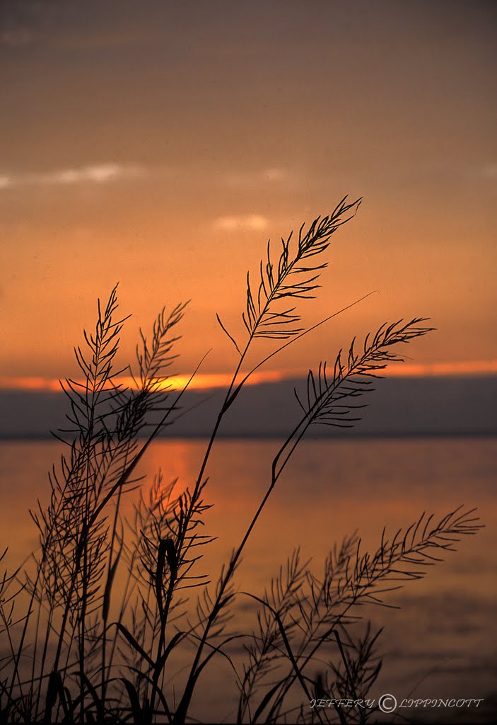 Panic Grass overlooking Currituck Sound by JeffreyLippincott