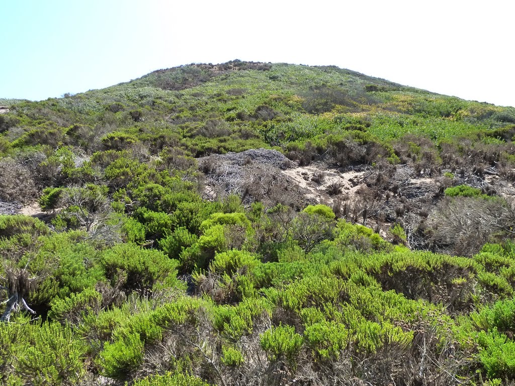 View of the Rock and Sand Dune Summit at Point Dume Nature Preserve by Alan Fogelquist