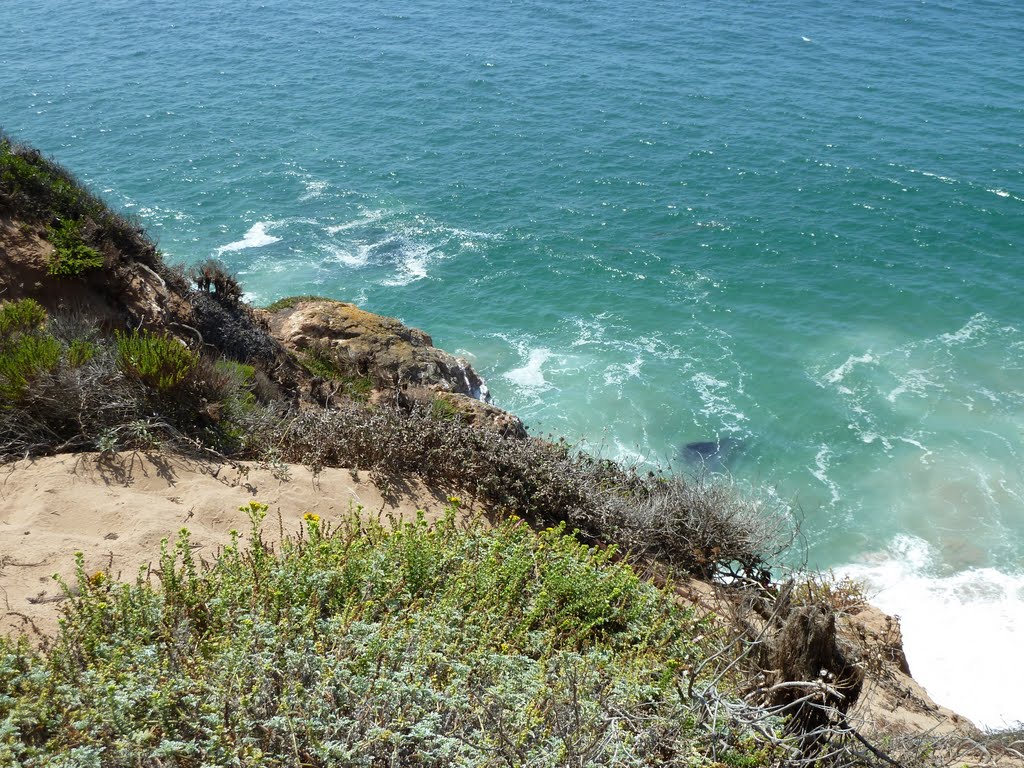 View of the Cove from Point Dume Nature Preserve by Alan Fogelquist