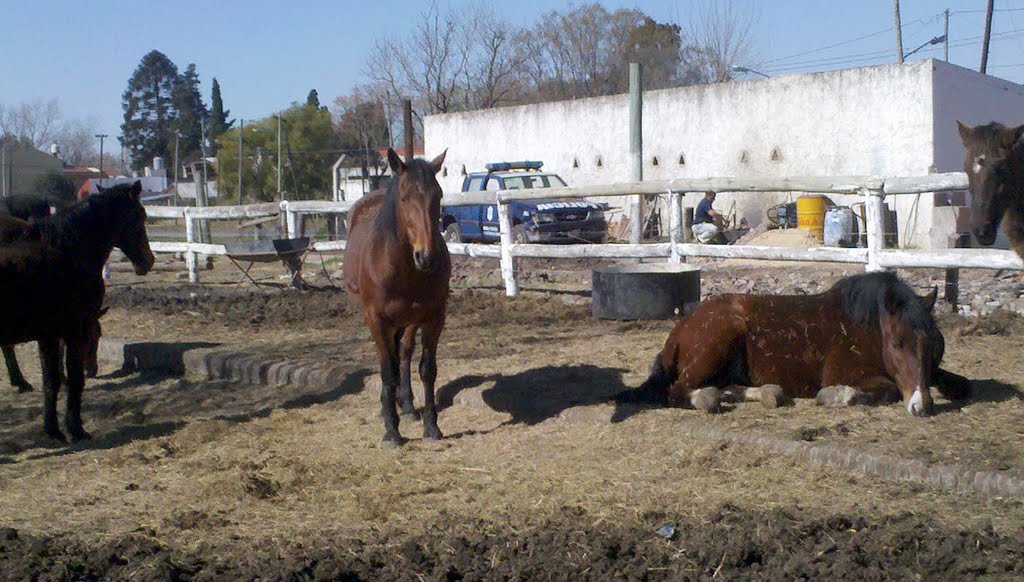 Caballos Fortín La Tropilla by CharlyBlues