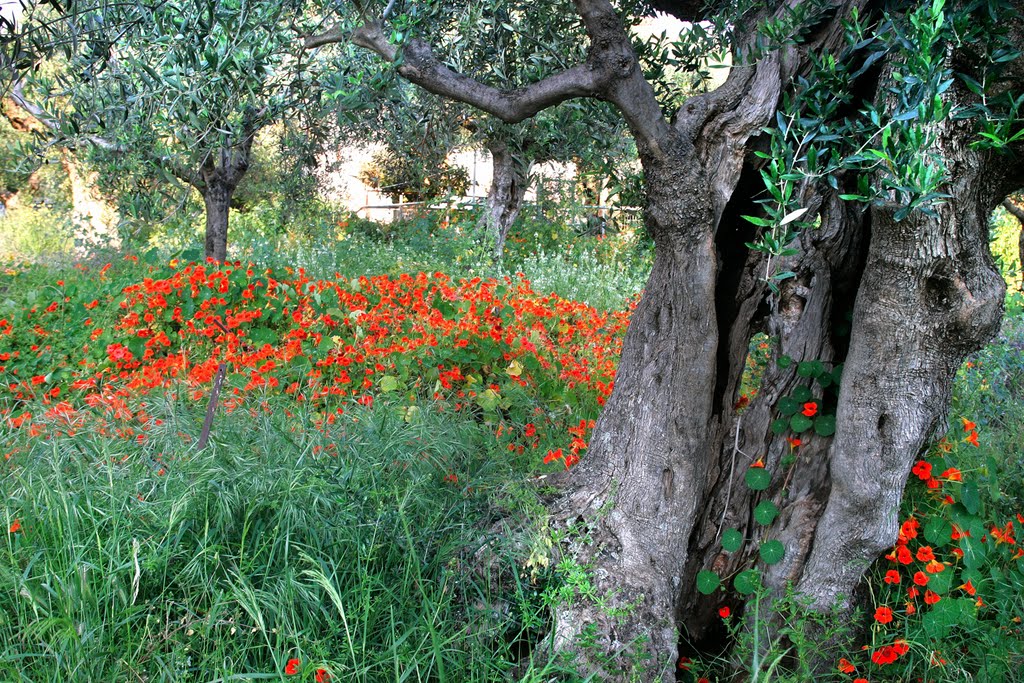 KArdamyli at Spring by Studio Kotsireas