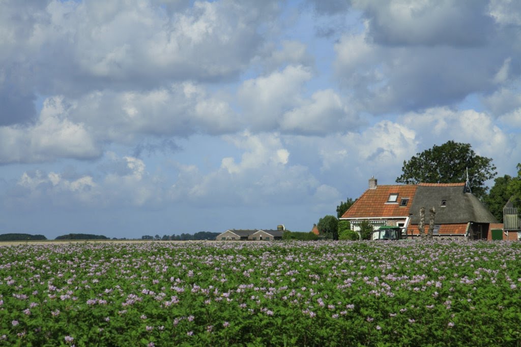 Bij Ee staan de aardappelen nog in bloei. by watersnip