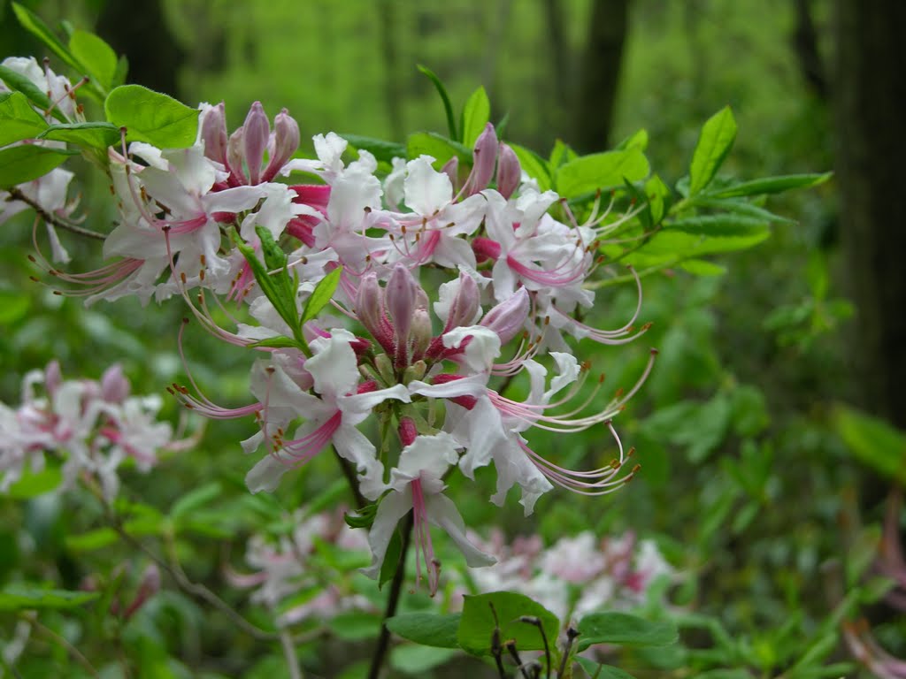 Rhododendron nudiflorum by sailingkokopelli