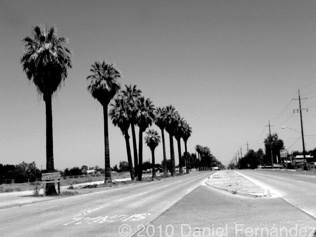 Palm tree lined union by DAniel